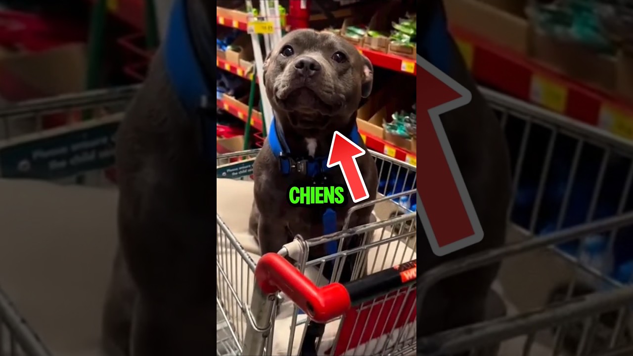 Les races de chiens les plus dangereuse au monde !😱