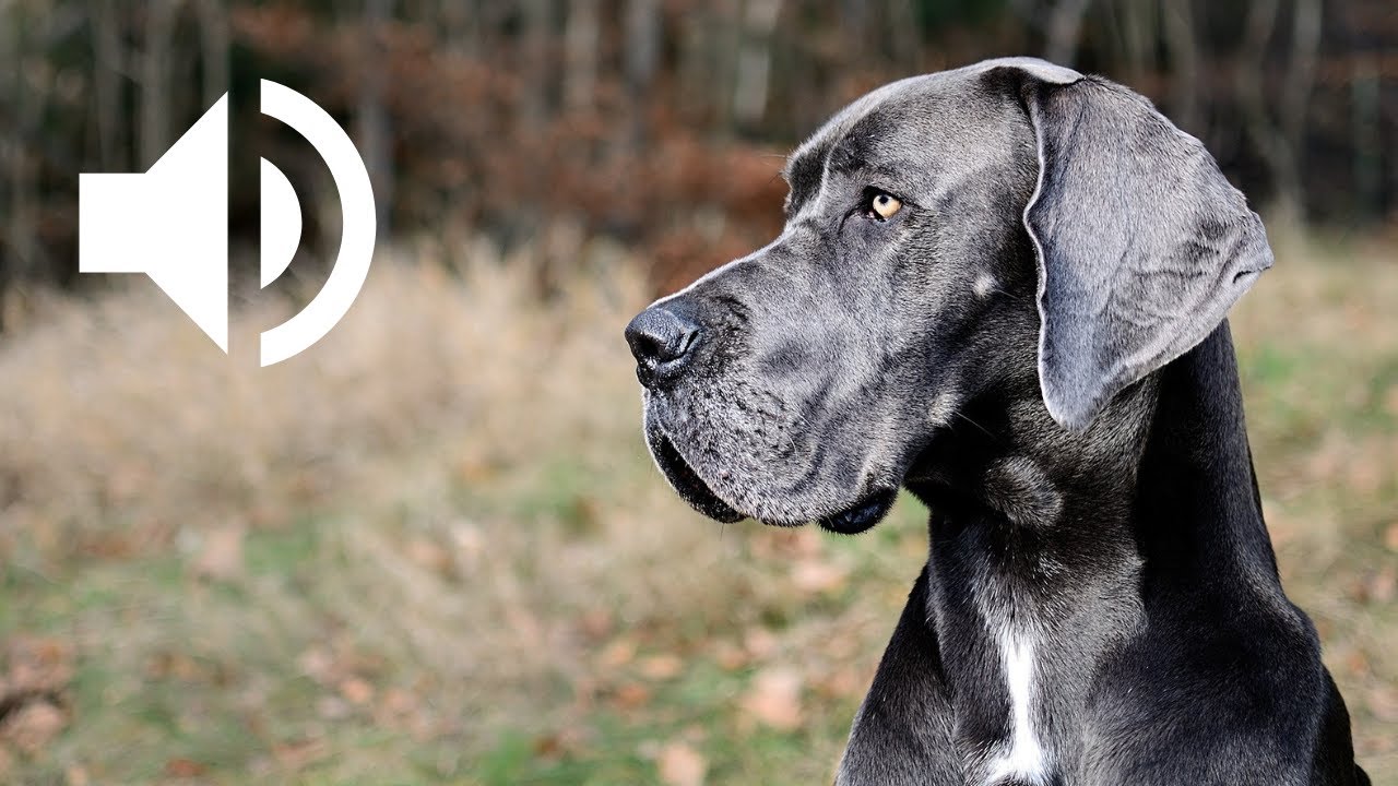 Le Grand Danois : Un Chien Géant, Doux et Loyal | Great Danes Barking 🐶🎧