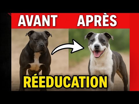 Comment Rééduquer Un Chien Agressif ? Méthode Efficace & Conseils PRO!