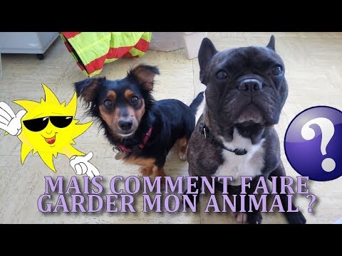 Comment faire garder mon chien / chat ? / furet ? (NAC) - Les différents modes de garde !