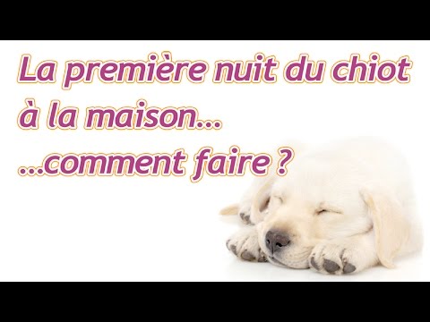 La première nuit du chiot à la maison : comment faire ?