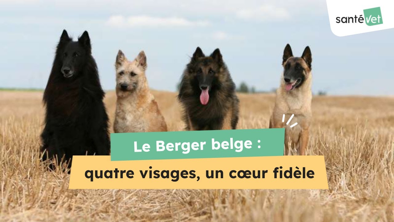 Le Berger belge : quatre visages et un cœur fidèle