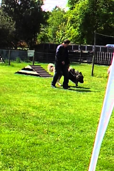 Rocky 8 mois Sarplaninec 1er Puppies