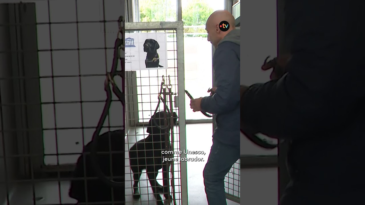 Les chiens guides d'aveugle à l'honneur.