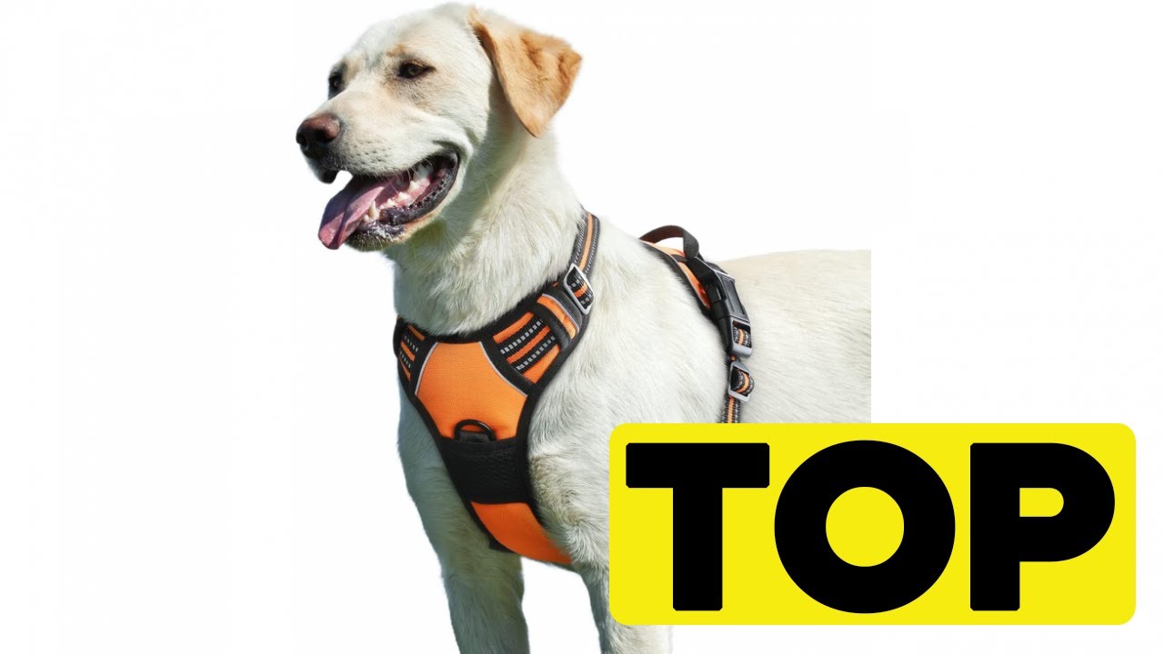🏆 TOP 3 MEILLEUR HARNAIS POUR CHIEN MOYEN 2025 🐶