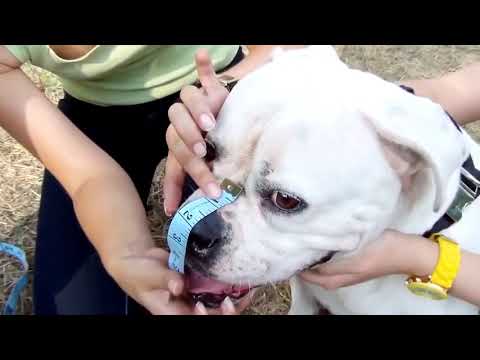 Instructions pour mesurer son chien afin de commander une muselière ForDogTrainers