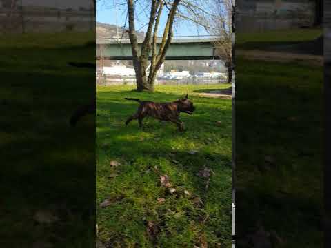 staffordshire bull terrier croisé bouledogue français 4 mois