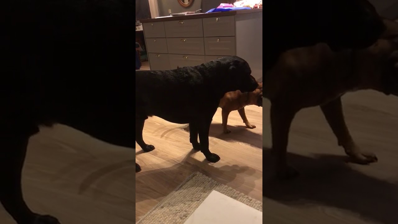 Staff versus Labrador