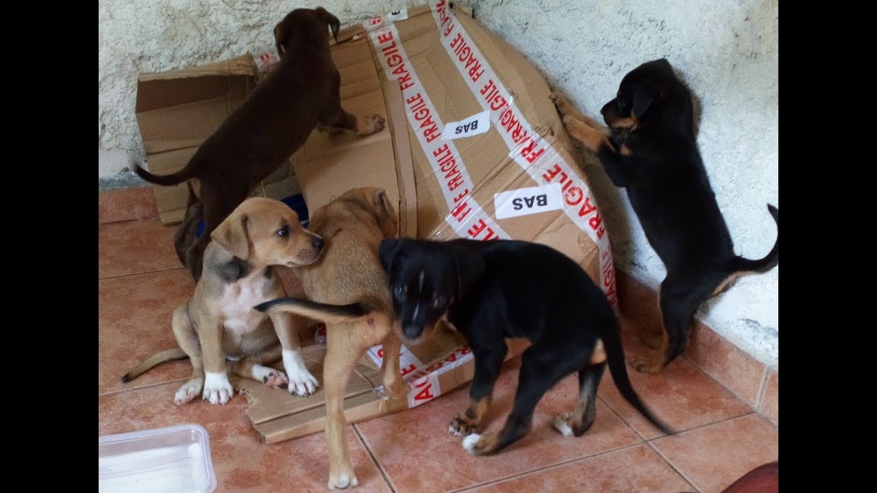 Chiots créoles en famille d'accueil