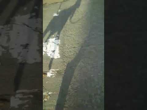 Mon labrador croisé berger croisé