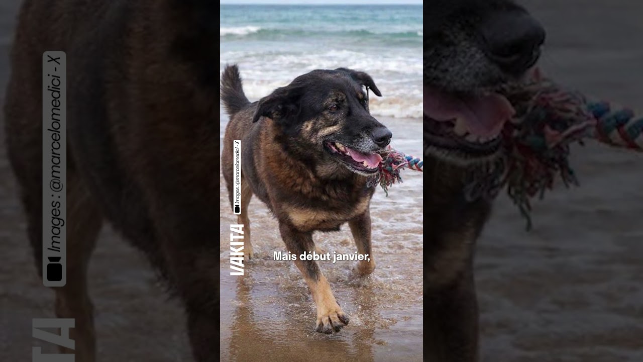 En plein carnaval de Rio, la foule rend hommage à une chienne victime de maltraitance #animaux
