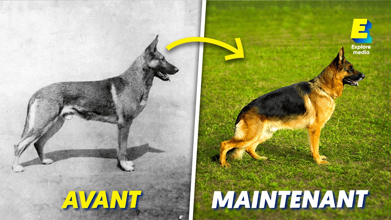 Pourquoi les chiens de race vont disparaître ?