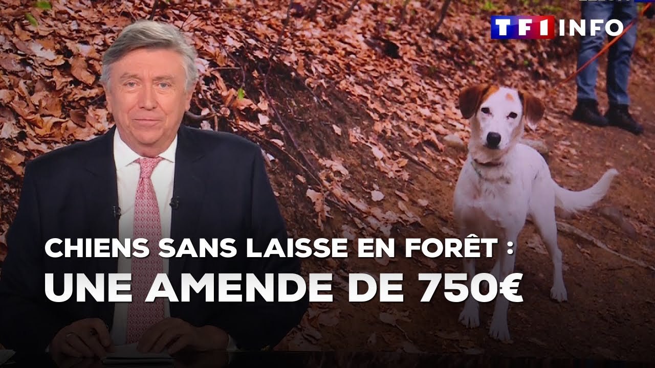 Chiens sans laisse en forêt : les règles à observer pour éviter 750 euros d'amende