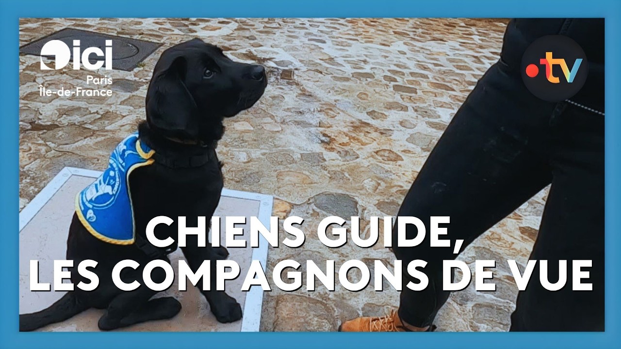 🦮 Chiens guide, les compagnons de vue