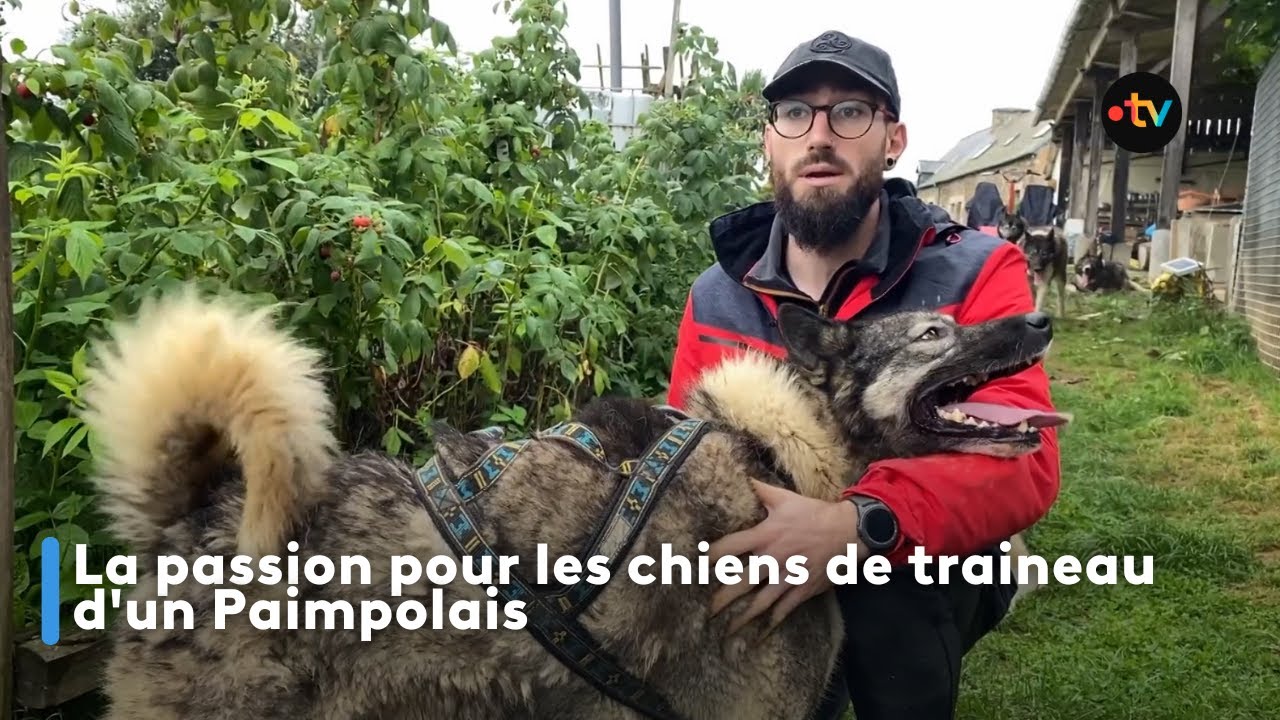 La passion pour les chiens de traineau d'un Paimpolais