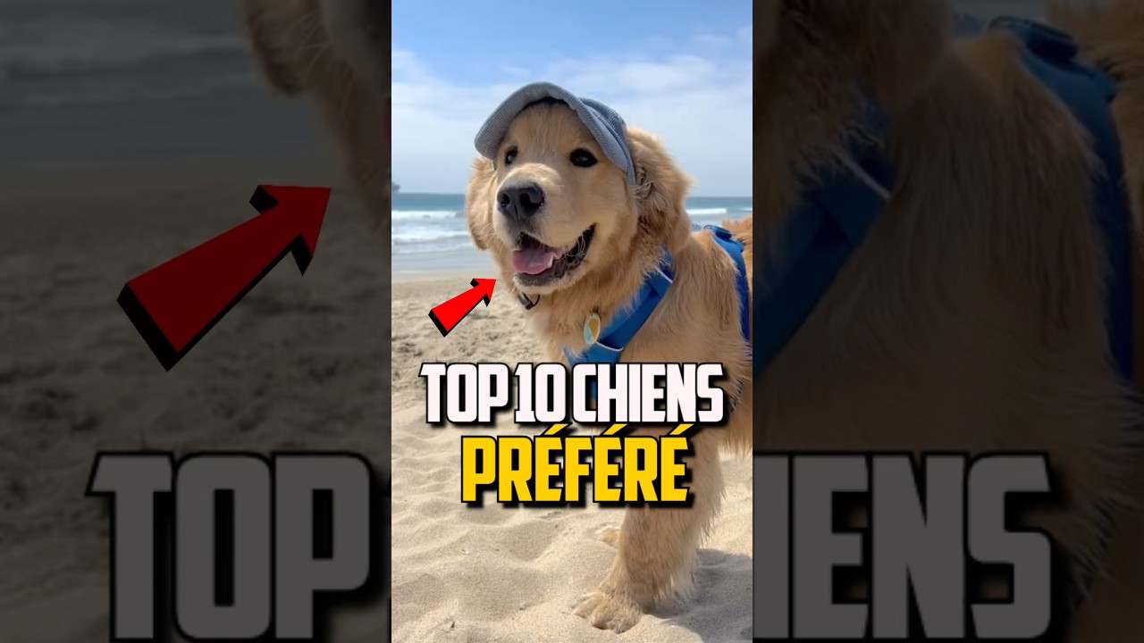 TOP 10 DES CHIENS PRÉFÉRÉS DES FRANÇAIS !
