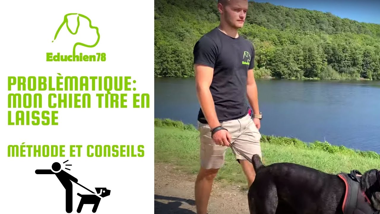 Mon chien tire en laisse, comment le faire arrêter ? Méthode et conseils