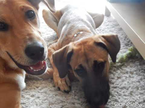 Berger créoles, adoption