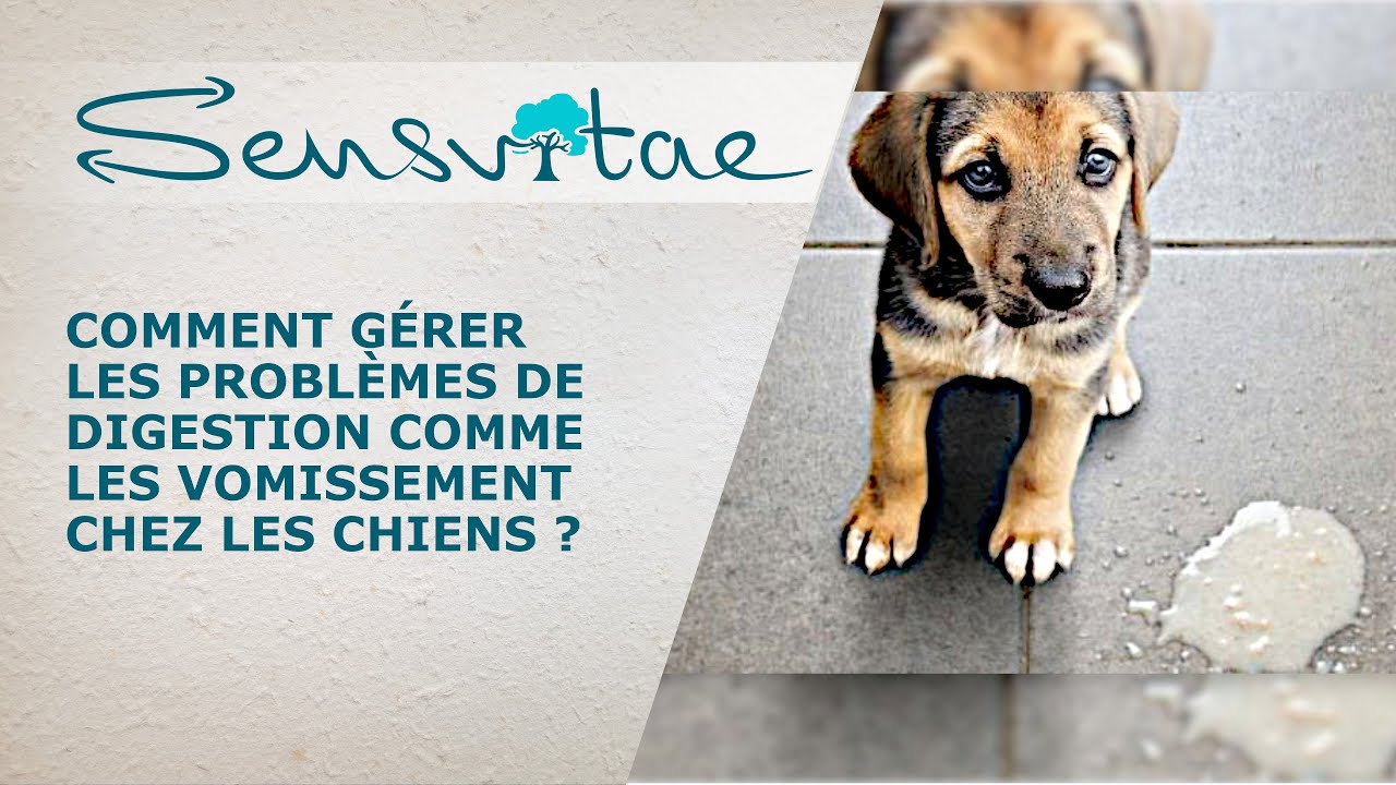 Gérer les problèmes de digestion chez les chiens : astuces et conseils.
