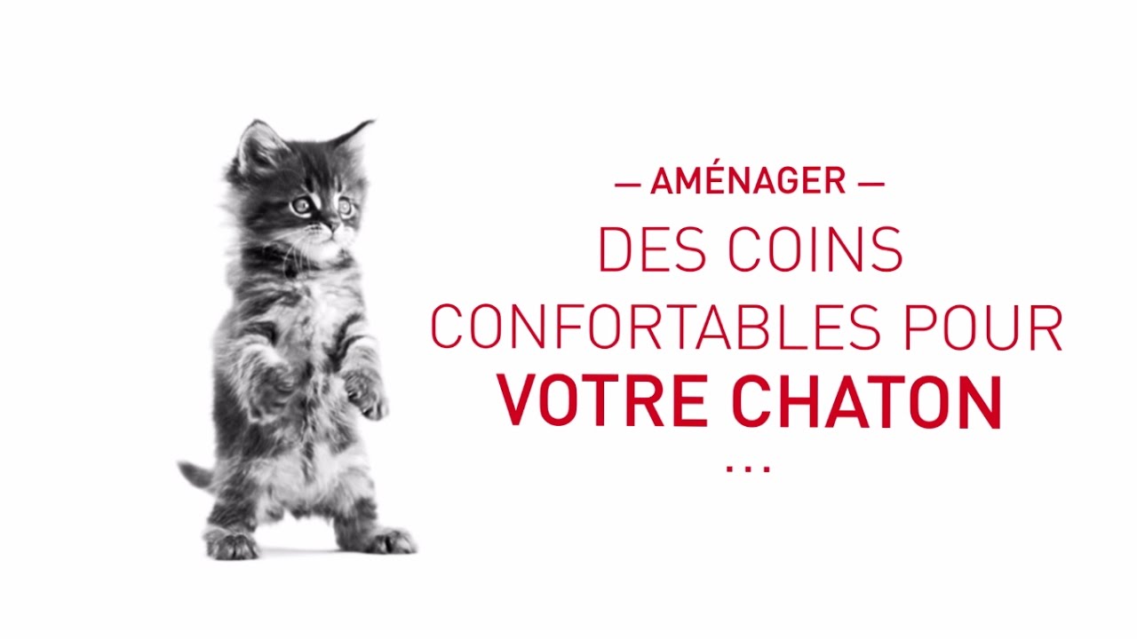 Comment aménager des coins confortables pour votre chaton