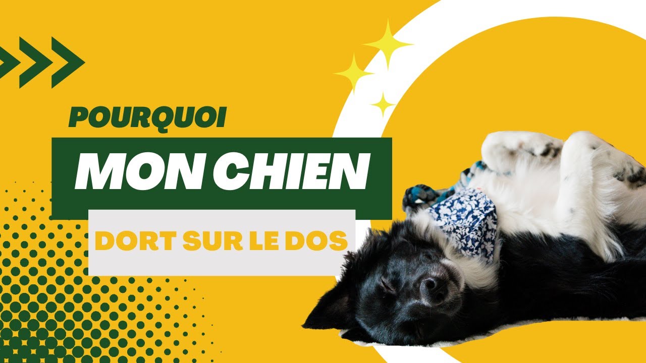 Sommeil de votre chien : tout savoir 💤🐕