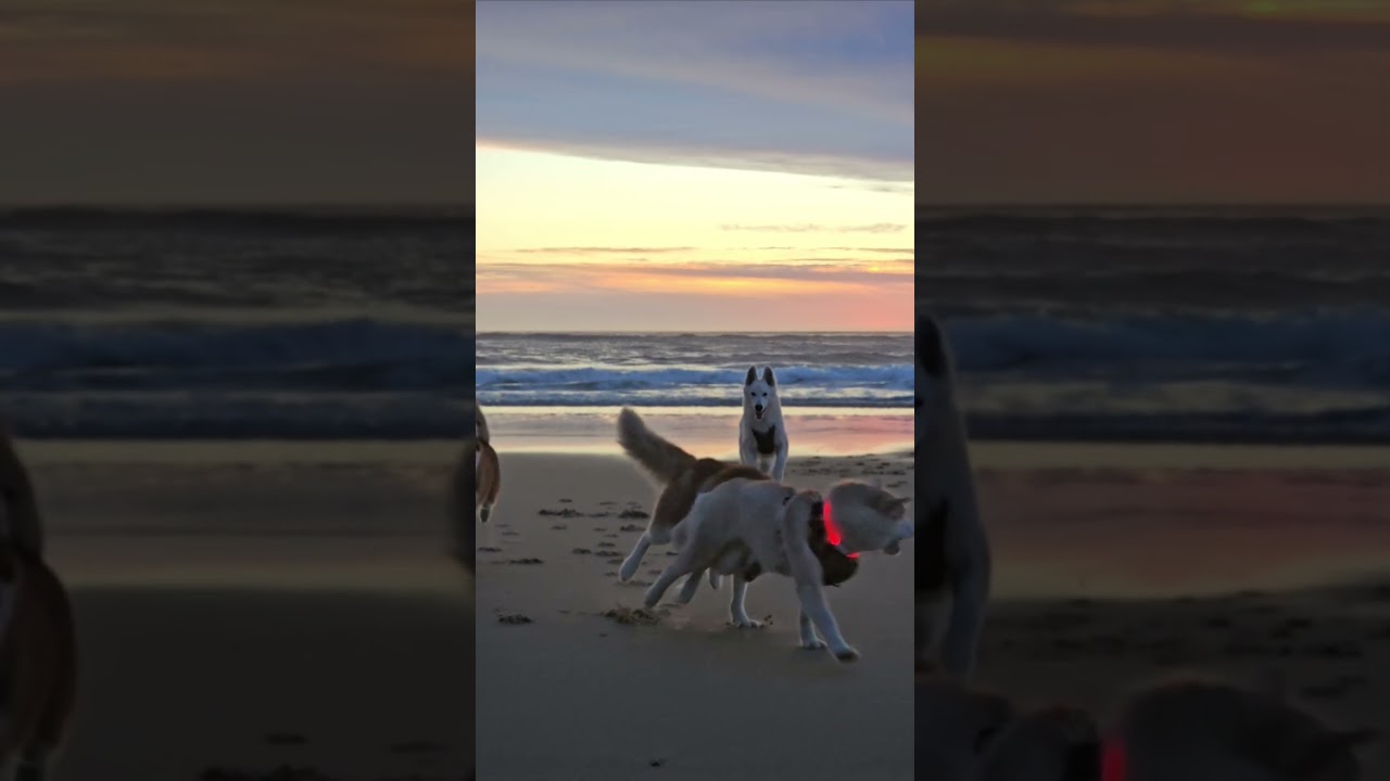 Vasko le berger blanc suisse