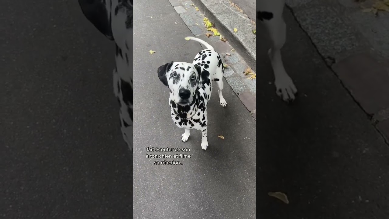 Fait écouter ce son à ton chien..