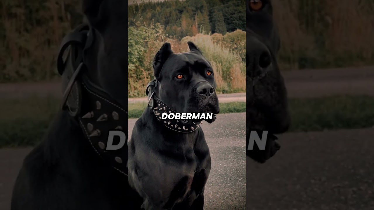 Ces chiens peuvent-ils protéger votre maison ?