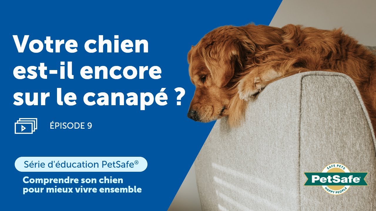 Série d'éducation : Empêcher son chien de monter sur les meubles | Épisode 9