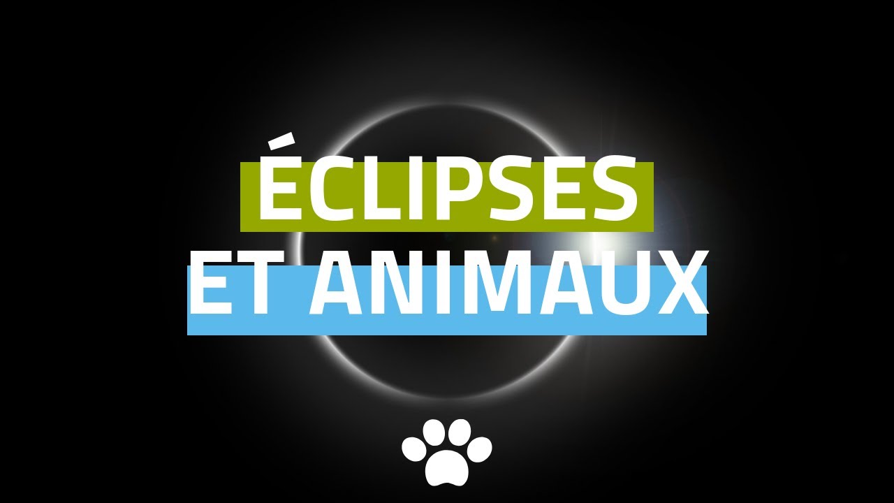 Quels sont les impacts d'une éclipse solaire sur les animaux ?
