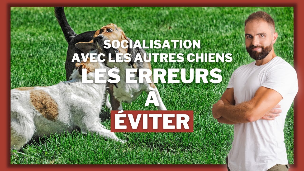 La socialisation chez le chien : les erreurs de dressage classique à éviter