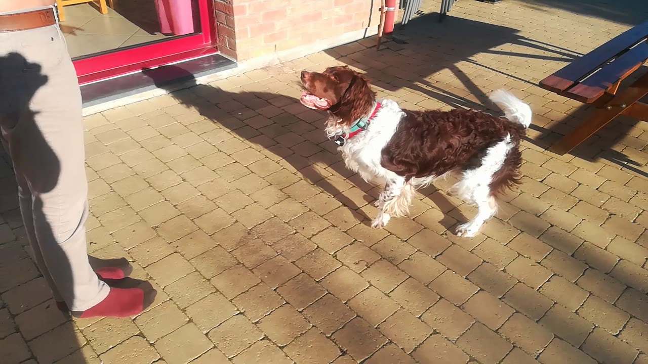 Dressage, Springer Spaniel
