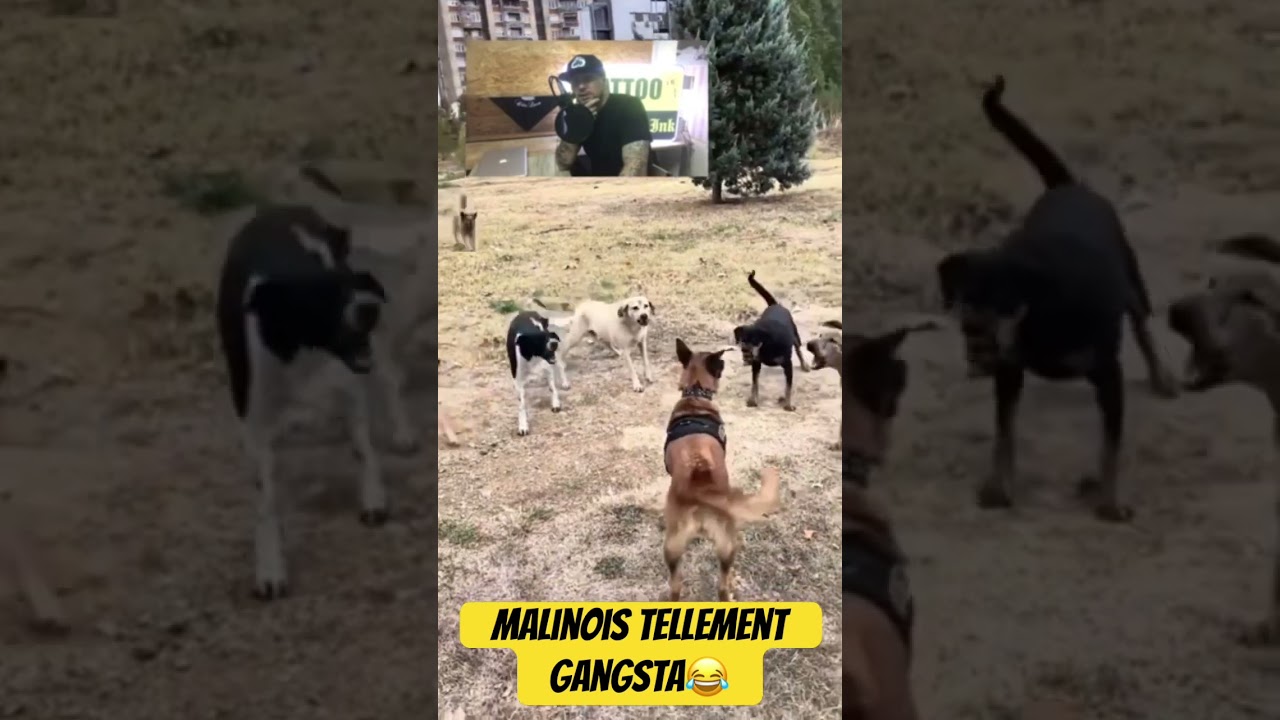 Malinois contre chiens errants #dog #malinois #straydogs #viral #shorts #trending #chien #k9 #video