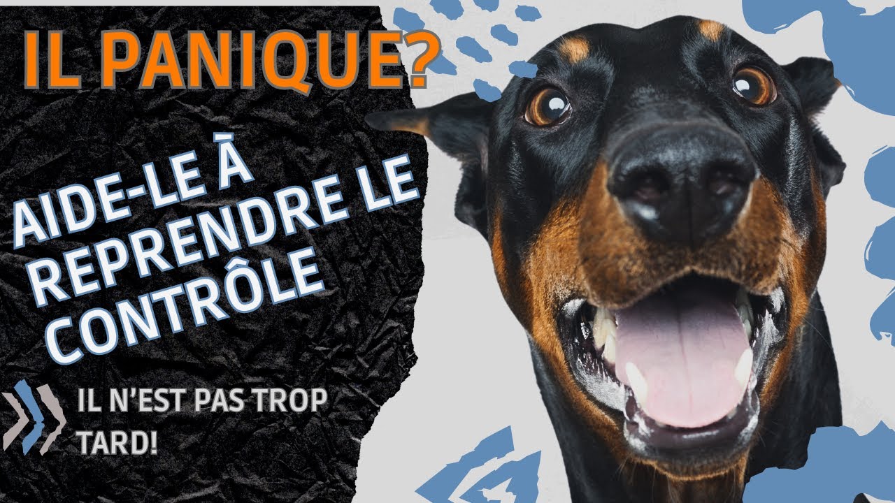 Calmer son chien anxieux... pour une tranquilité d'esprit