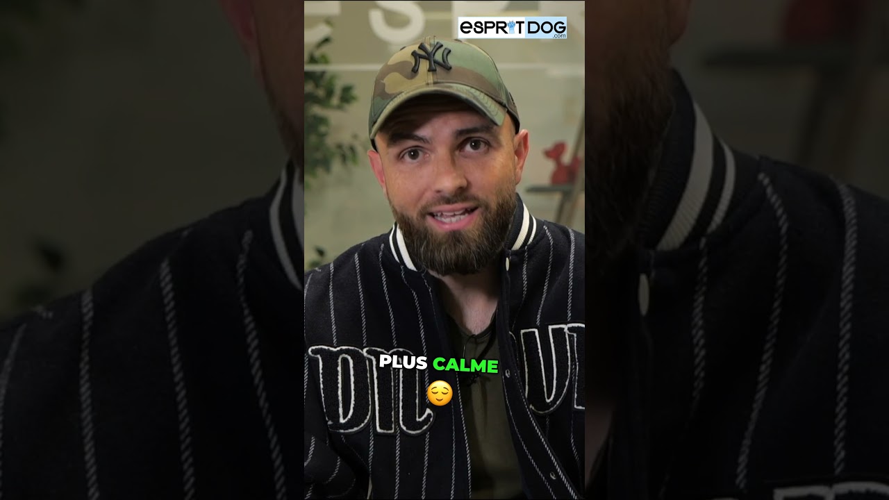 Votre chien saute sur les gens ? Arrêtez de le punir comme ça !