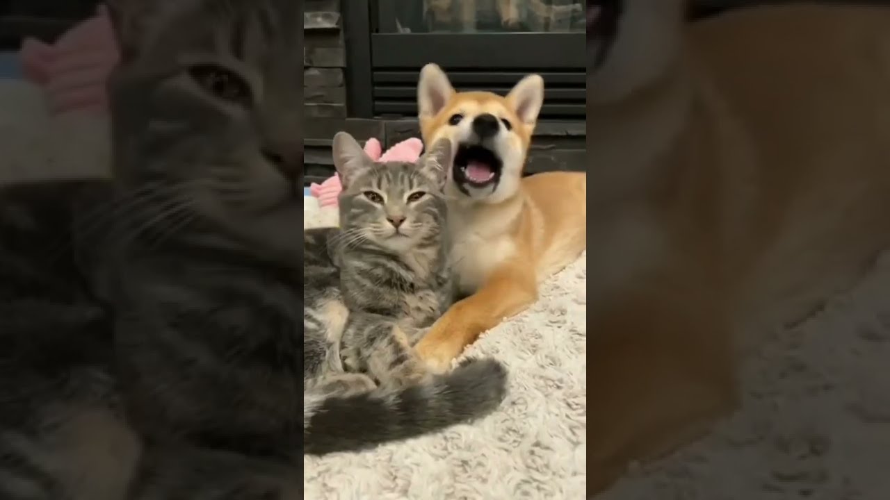 Ce chien et ce chat sont inséparables ! #chien #dog #cat #chat #cute #shorts