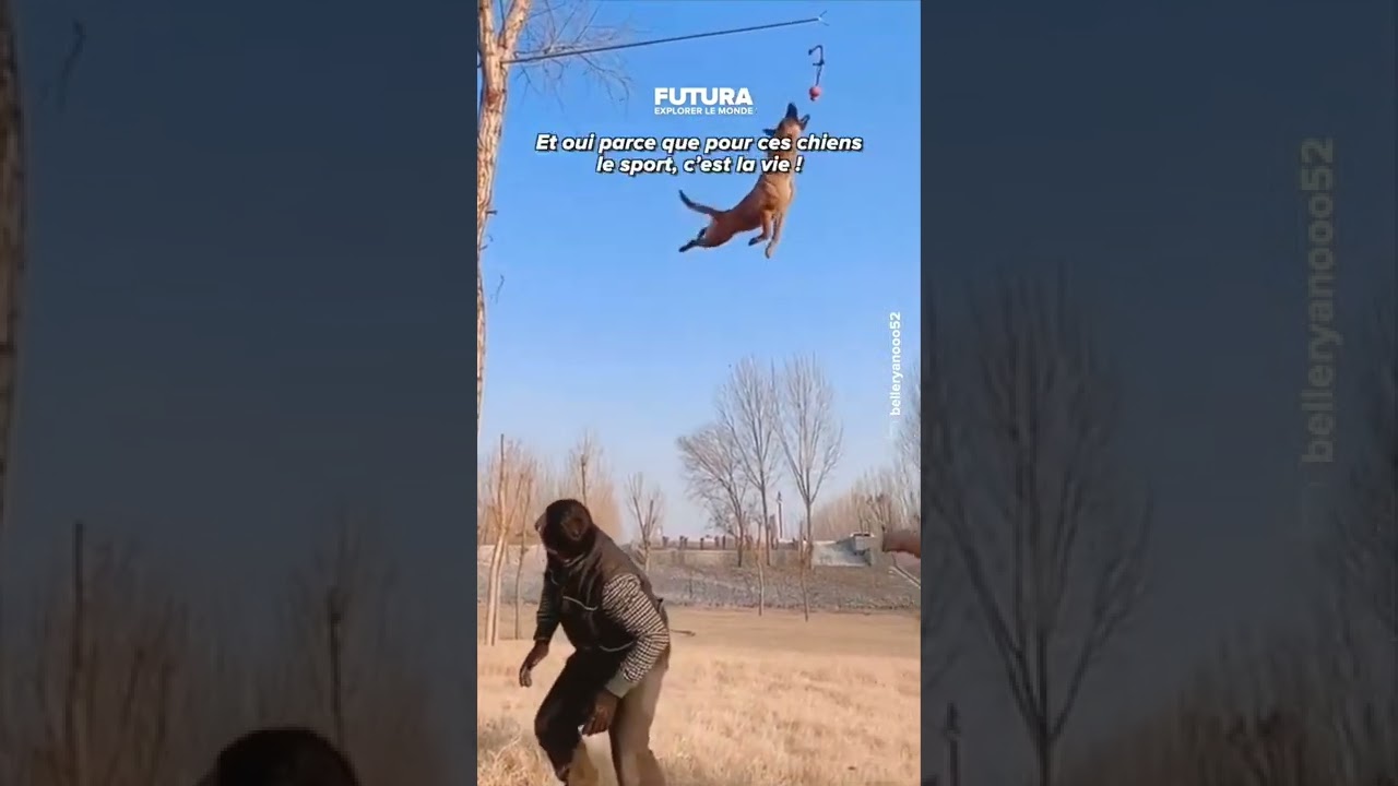 L’extraordinaire agilité et puissance des malinois !