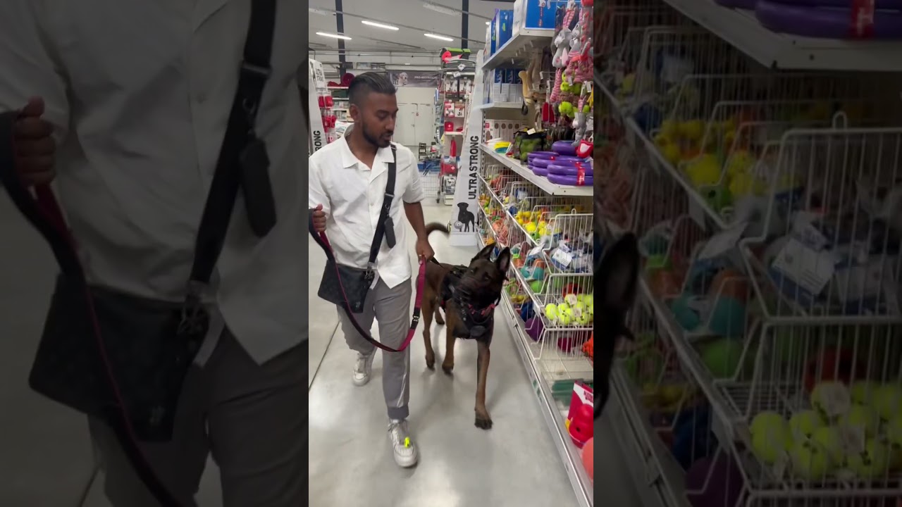 Il était censé me protéger… #dogshorts #malinois #chien #k9 #drole