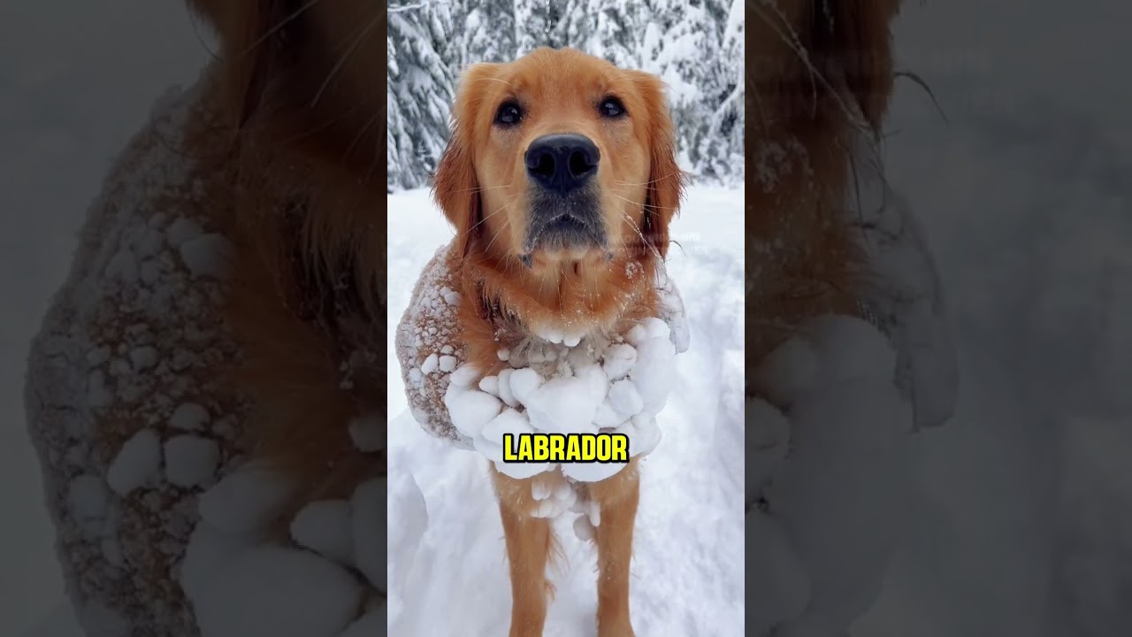 Les Différence entre le labrador, Retriever et le golden Retriever #chien