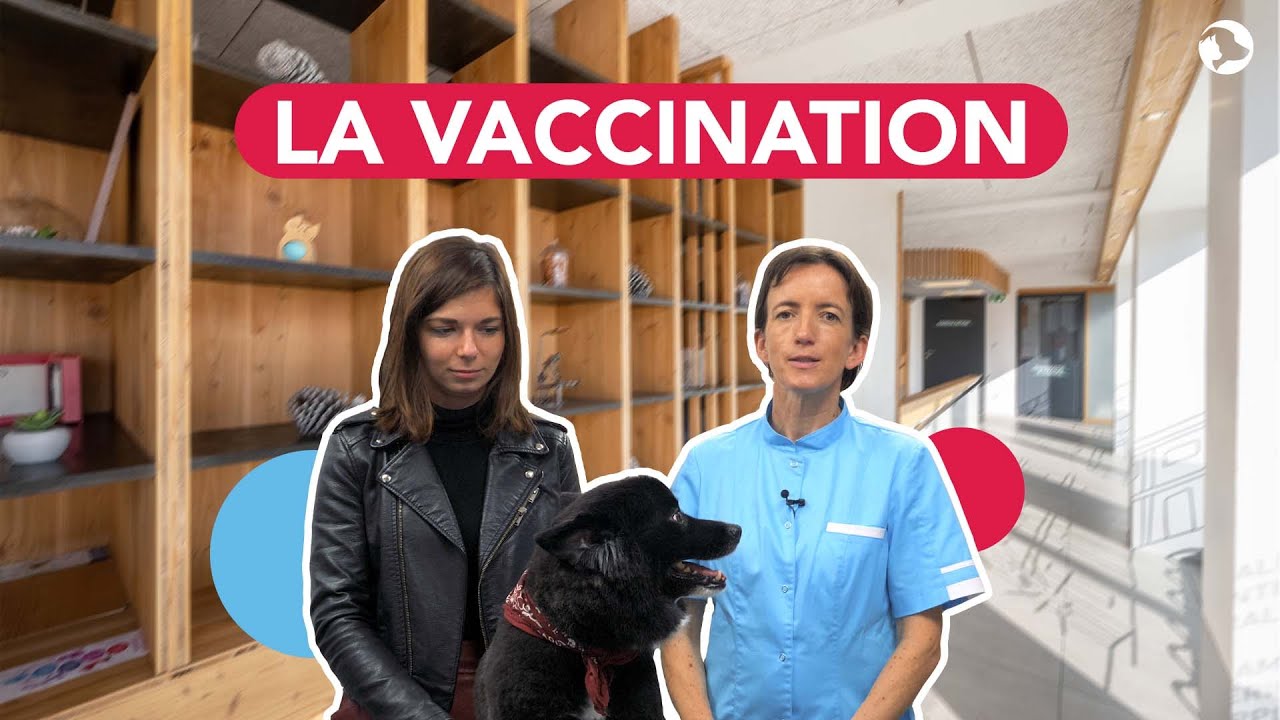 La consultation vétérinaire annuelle du chien