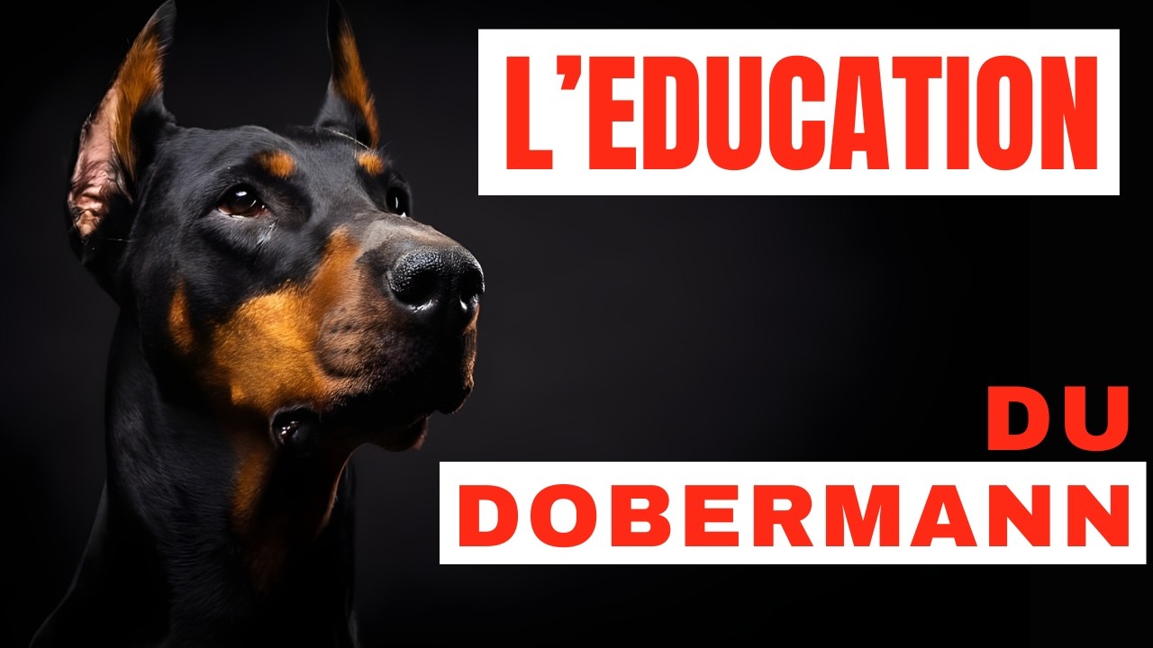 Ce que vous DEVEZ savoir avant d’éduquer un Dobermann