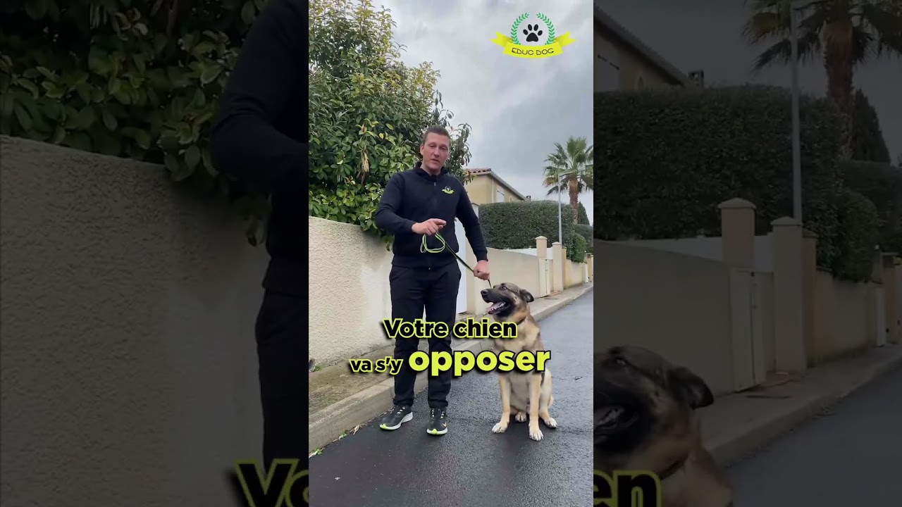 Comment bien tenir son chien en laisse 🐕‍🦺 : 3 conseils pratiques