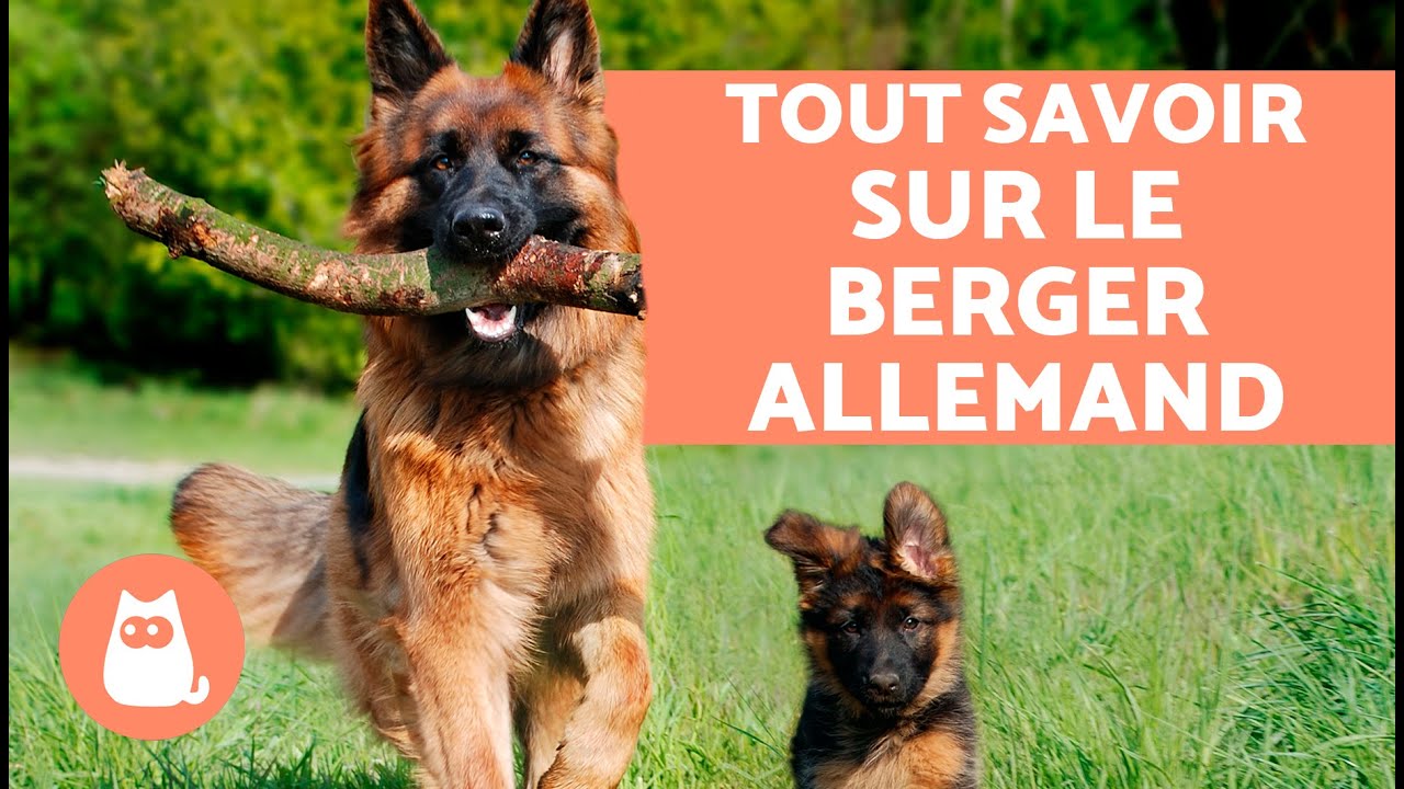 TOUT savoir sur le BERGER ALLEMAND 🐶✅ Dressage, Histoire, Évolution, Soins, Avantages et Différences