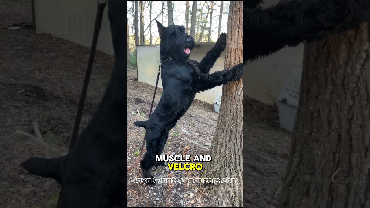 6 Things No One Tells You About Giant Schnauzers! #giantschnauzer #shorts