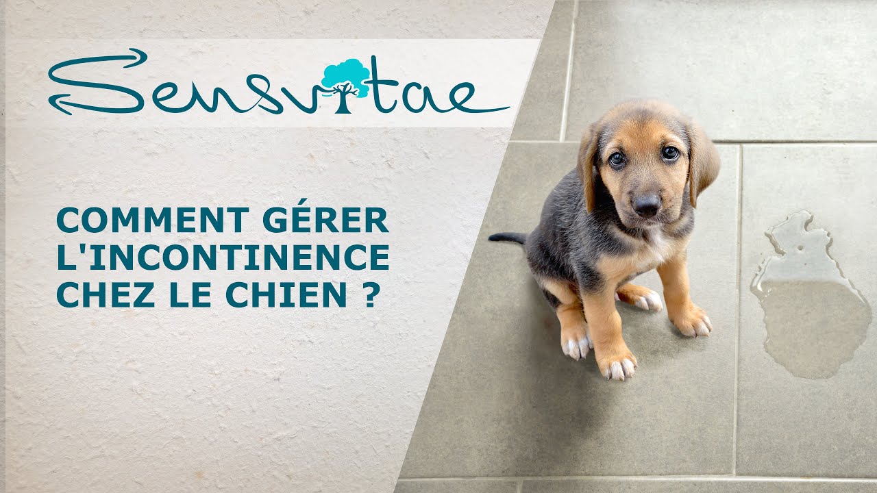Comment gérer l'incontinence chez le chien ?
