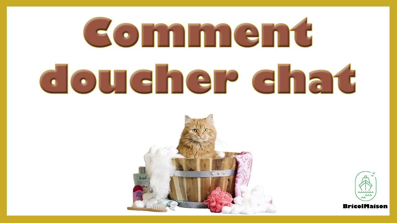 Comment doucher son chat
