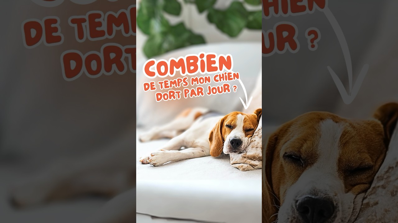 Est-ce que mon chien dort trop ?