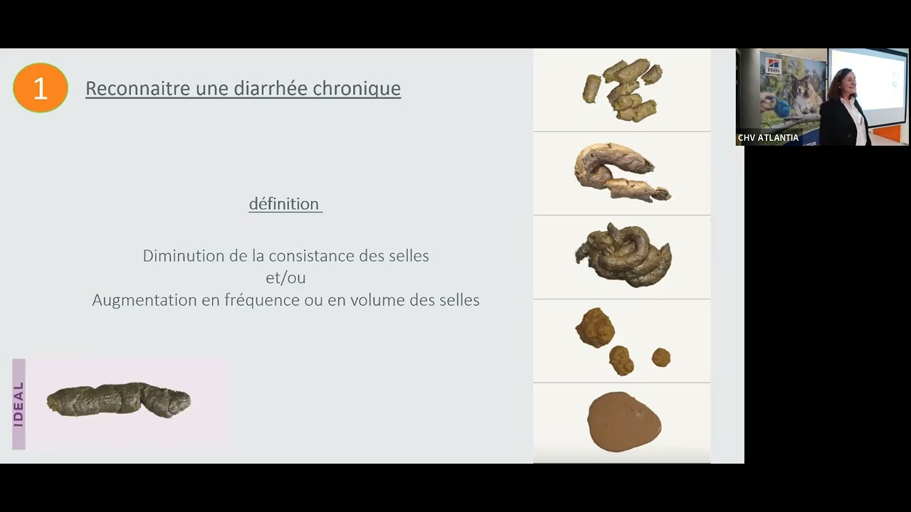Les diarrhées chroniques du chien : quelle prise en charge en 2025 ?