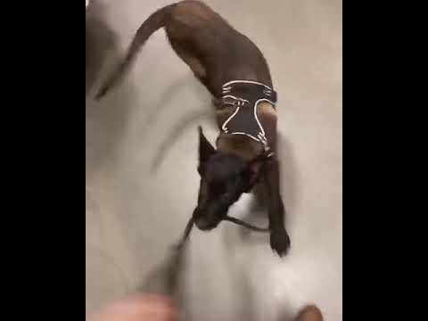 le vrai berger malinois