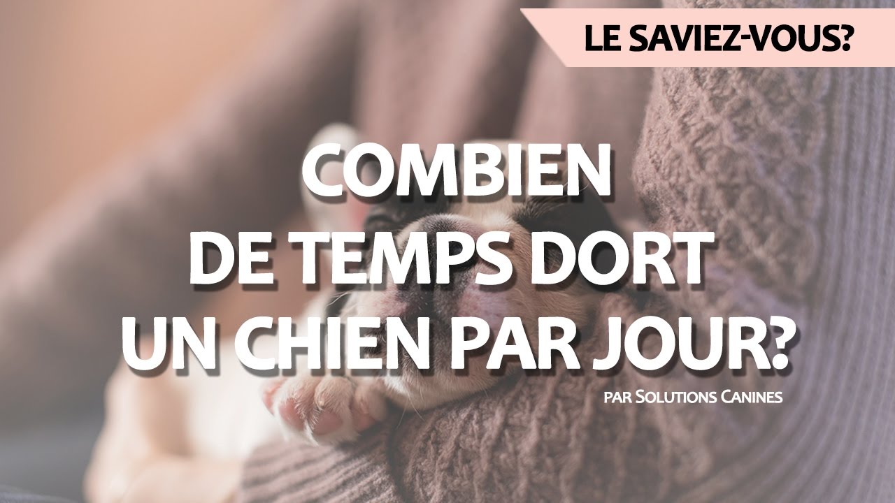 Combien de temps dort un chien par jour?